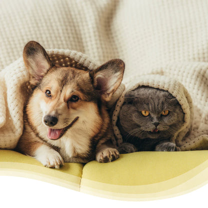 YOMI PETS